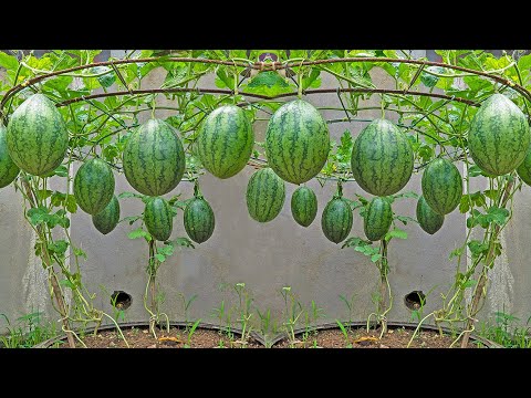 Another method of growing watermelon at home, the secret to getting big and sweet fruit