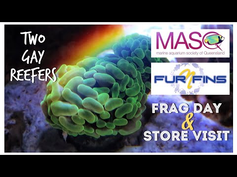 MASQ - Marine Aquarium Society of Queensland Frag Day and Fur’N’Fins Store Visit