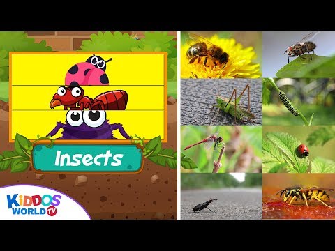 Insect Match Up Puzzle - Learn Insects Names and Fun Videos for Toddlers