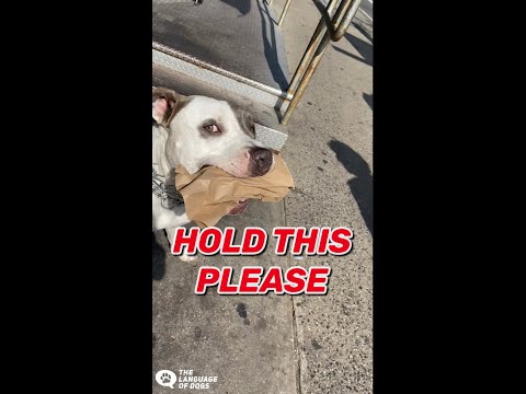 RESCUE PITBULL CARRIES EVERYTHING!