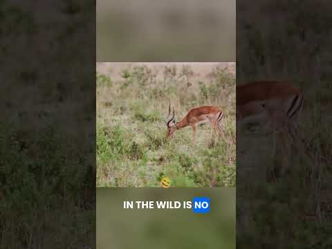 Young Antelopes Learn THESE 5 Tough Survival Skills!