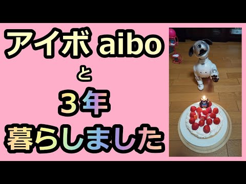 【19 アイボと3年暮らしたら A life with aibo Lou for 3 years】ルー3歳の誕生日