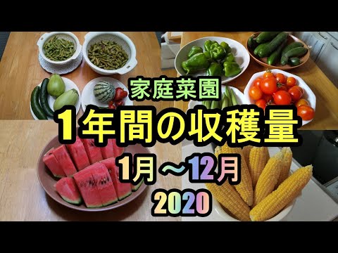 【2020年 1年間の収穫量と料理例】家庭菜園27年目  無農薬 半自給自足 ルーのパパ