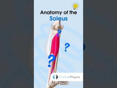 Soleus Anatomy #physicaltherapy #physiotheraphy #calfmuscles #soleus #anatomy