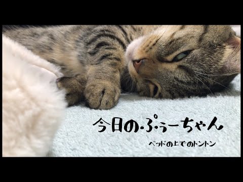 【トントン寝子】トントンされながら寝る猫