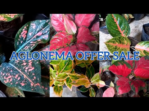 aglonema clearance sale!!|low price sale💯💥