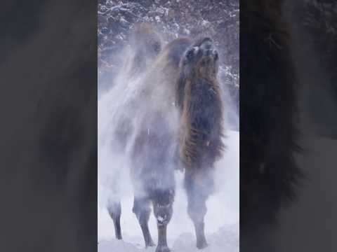 Animals react to snow at Minnesota Zoo! ❄️