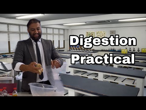 Digestion System Practical