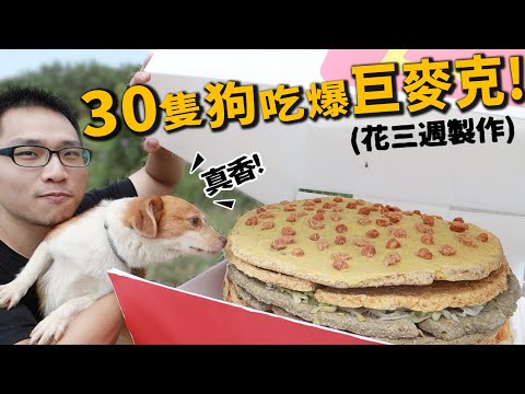 30隻狗吃爆巨大麥克!花三週製作!150隻浪狗等待領養中!【許伯簡芝】【巨大食物】