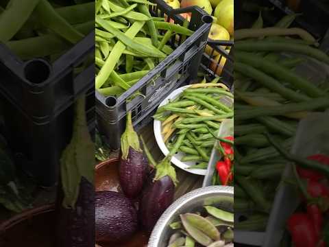 Harvesting vegetables 🌽