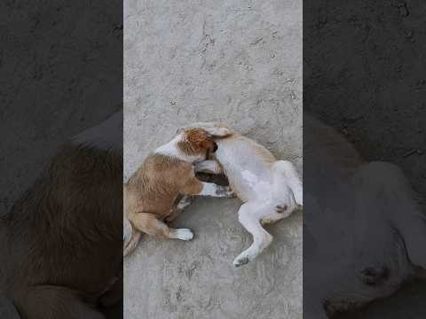 Puppy Fight 🐾| Cute puppies| #doglover #trending #viralvideo #youtubeshorts #funny