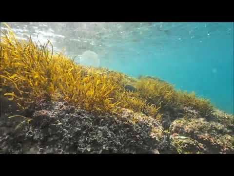 海へのいざない2024.11.9山口県周防大島町一心坊ニホンアワサンゴ群落