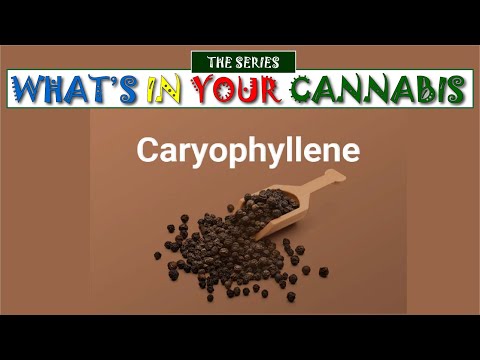 What’s in Your Cannabis : Caryophyllene