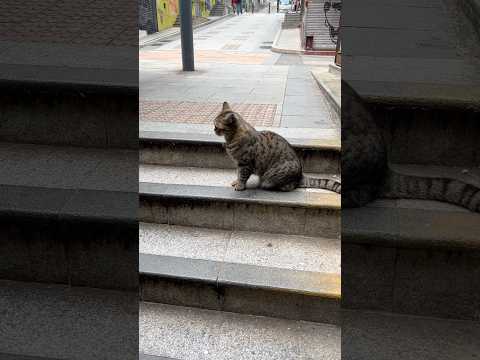 Cat on the street #cat #catshorts #shorts