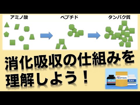 EAA&BCAA解説後編！吸収までの仕組みを理解すれば飲むタイミングもわかる！