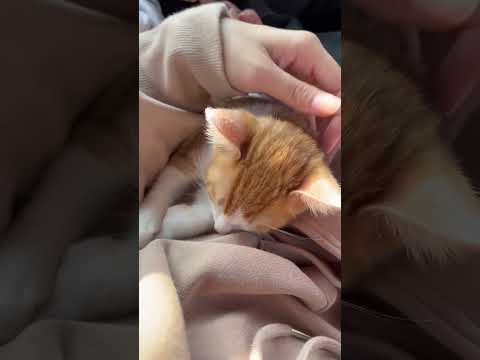 😍#video #viral #cat #animals #shorts #cute#pets #sleep