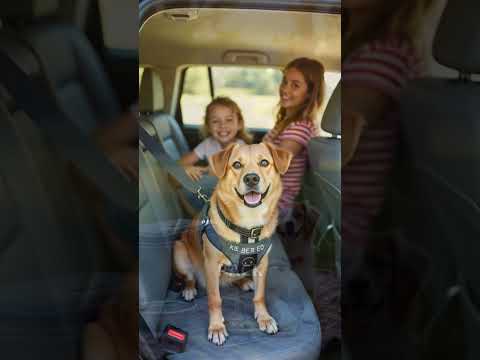 Epic Family Road Trips with Your Dog #dogroadtrip #roadtrip https://amzn.to/4ikXXmp #shorts