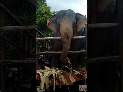 Asian Big Elephant prepare to going procession.