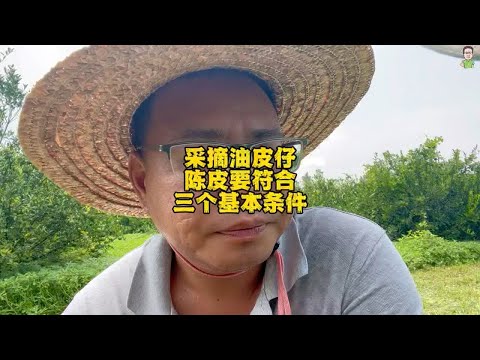 采摘油皮仔陈皮要符合三个基本条件，采摘时间到位，果成熟度合适