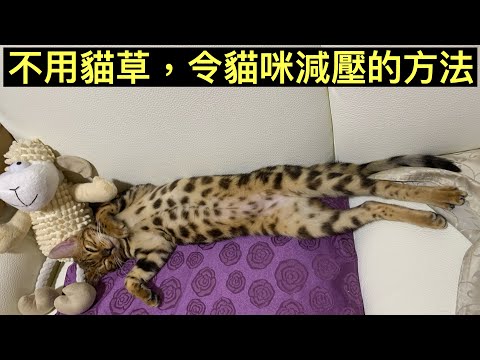 貓咪壓力大｜給貓咪聽音樂｜不用貓草也可為貓咪減壓｜安眠｜成長記錄｜520四個月大的Hana