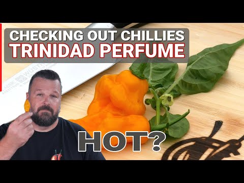 Trinidad Perfume: No Heat Chinense? - Episode 21: Checking out Chillies with ChilliChump