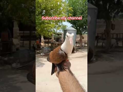 #beautiful #pigeon #kabootar #pigeonwings #bird #birdspecies #whitepigeon #pigeonbird#shorts