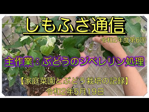 令和2年5月19日 家庭菜園とぶどう栽培 ぶどうのジベレリン処理1回目（しもふさ通信第6回）