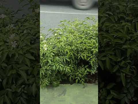 Vlog #1035 Plants With White Flowers  On The Road Barriers