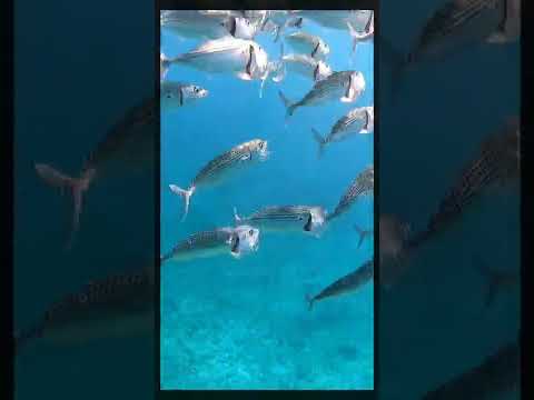 グルクマトルネード - 石垣島大崎海岸タチイ浜