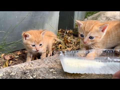 两只生病的流浪小奶猫的成长经历