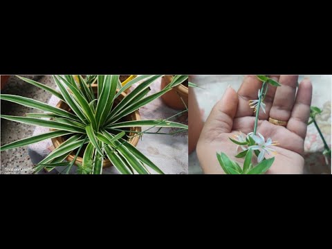 Spider plant Care and Propagation with Update | Tips | Spider plant |