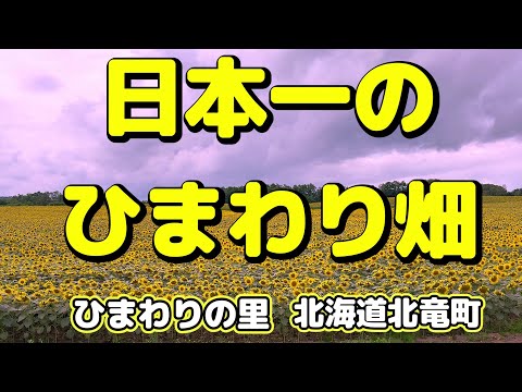 日本一のひまわり畑　圧巻の２００万本！　ここを見ずしてひまわりは語れない