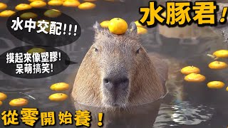 【從零開始養】水豚!一摸就被放倒!喜歡水中交配【許伯簡芝】