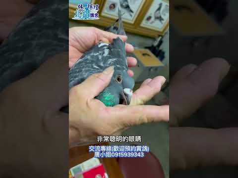 ［已交流］黃金配對的全能型鴿系！參賽做種都合適！入賞無數，兄姐領過八位數農產品！機會難得，要把握唷❤️