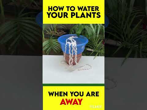 How to water your plants?