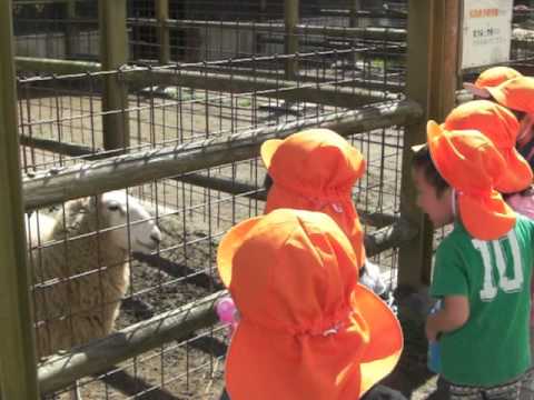 ドレミ保育園　秋のえんそく　郡山石筵牧場①ひつじさん☆　2013.10.7