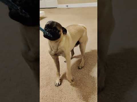 5 month old Sushi playing tug of war. He was determined to win #Pugs #Shorts #TeamSushi