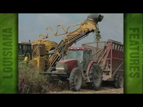 Cora Texas Sugar Mill (2004)