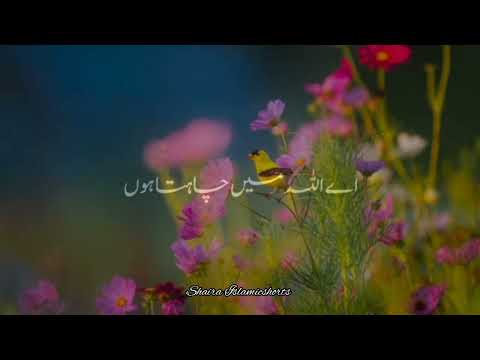 Nabi Paak 'ﷺ' Ka Ek Farman Hai 🥀 | Islamic WhatsApp Status |