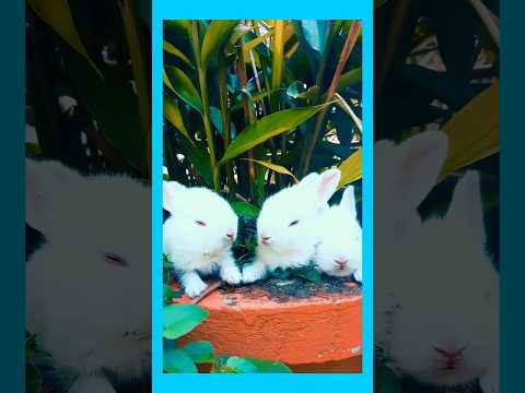 Rabbit Resting On A Pot With A Plant | #cuteanimals Lovers | #rabbits #petlovers