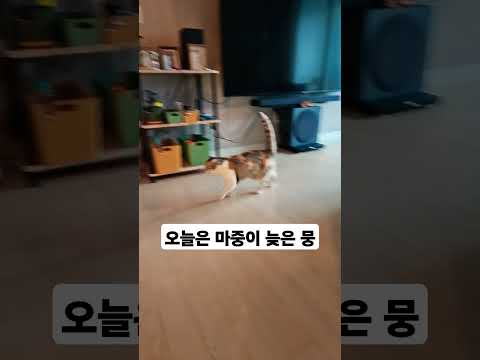 #고양이 #cat #집사