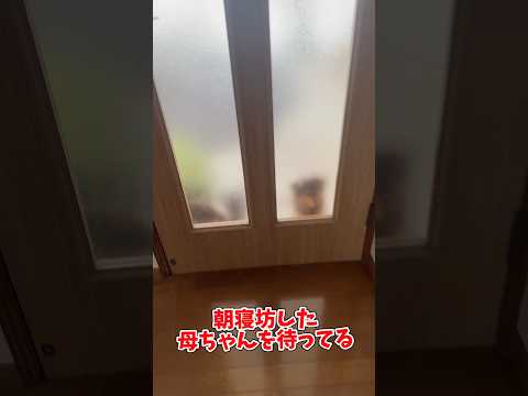 ストーカーワンコ？いや忠犬？ #1109 #チワワ #チワックス #dog