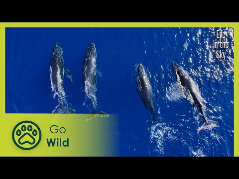 Great Barrier Reef to the amazing outback | Eye in the Sky 2/5 | Go Wild