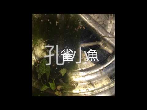 孔雀魚生小魚仔了