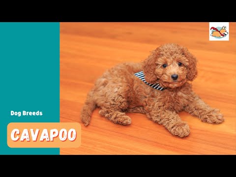 Cavapoo: A Pet Parent's Guide To This Cute Cuddly Dog!