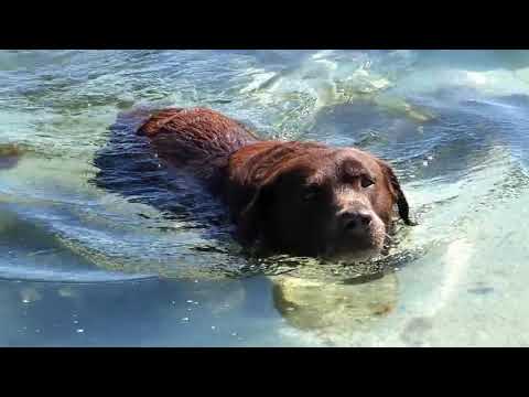 Swimming Labrador | Copyright Free Video Footage