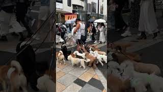 表参道から帰ってたら原宿の神宮前交差点に犬をたくさん連れた人が！犬可愛すぎる！！#犬 #原宿 #散歩 #shorts