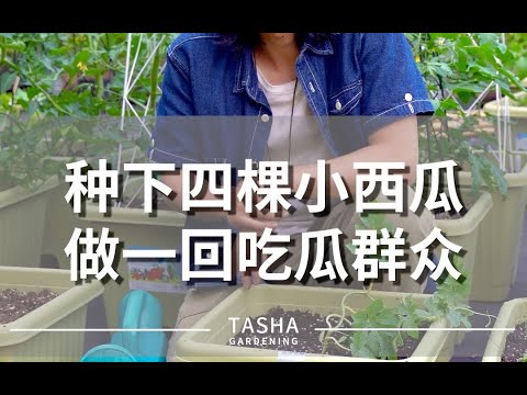 种下四棵小西瓜，做一回吃瓜群众