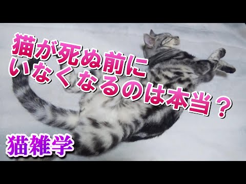 猫が死ぬ前に姿を消すのは本当？（保護猫、猫雑学）