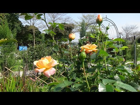 2019 台北玫瑰園  春季展  花海區